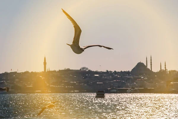Burung Terbang Atas Bosphorus — Stok Foto