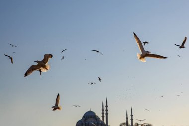 Gün batımında bir sürü martı. Kuşların arka planı