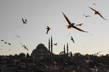 Günbatımında İstanbul silueti ve martıları, Süleyman Camii, Türkiye