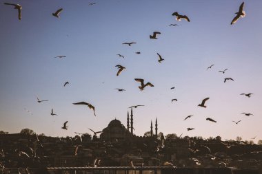 Gün batımında bir sürü martı. Kuşların arka planı