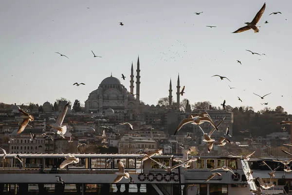 Стамбульский Силуэт Чайки Закате Мечеть Сулеймание Турция — стоковое фото