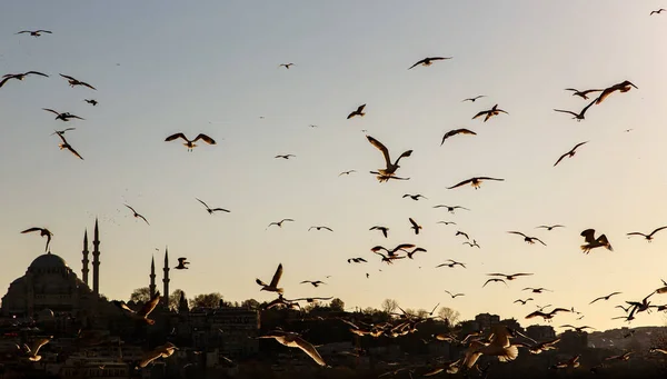 Eine Menge Möwen Sonnenuntergang Vögel Hintergrund — Stockfoto