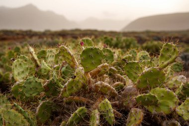 Dağların arka planında kaktüs tarlası.