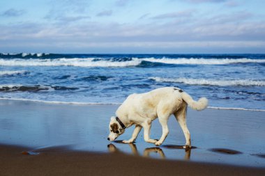 Köpek kumsalda koşuyor.