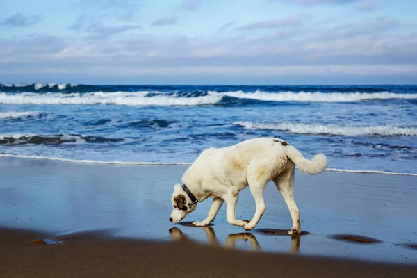 Köpek kumsalda koşuyor.
