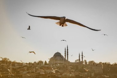 Büyük kuş, İstanbul 'un ünlü Müslüman mimarisinin panoramik manzarasının üzerinde minarelerle uçuyor.