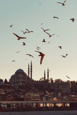 İstanbul panorama ve Boğaz üzerinde uçan martılar. Camilerin üzerindeki kuşlar.