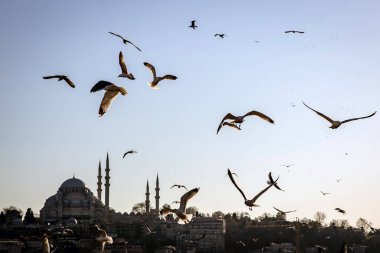 Kuşlar, İstanbul 'un ünlü Müslüman mimarisinin panoramik manzarasının üzerinde minarelerle uçuyor.