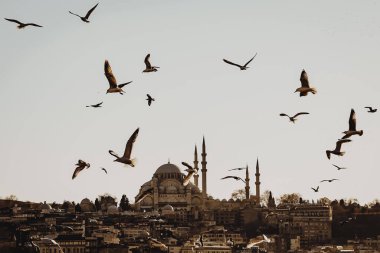 İstanbul panorama ve Boğaz üzerinde uçan martılar. Camilerin üzerindeki kuşlar.