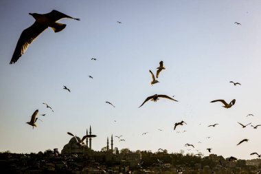 İstanbul panorama ve Boğaz üzerinde uçan martılar. Camilerin üzerindeki kuşlar.