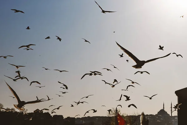 Многие Чайки Летают Небе Силуэт Птиц — стоковое фото