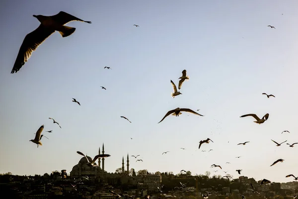 Чайки Летают Над Панорамой Стамбула Босфором Птицы Над Мечетями — стоковое фото