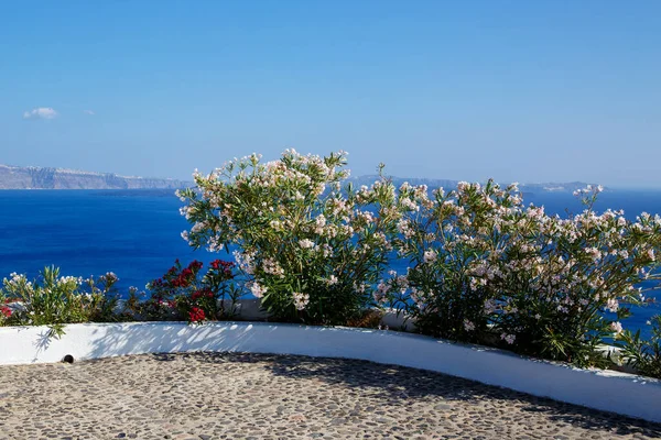 Gros Plan Sur Oleander Fleur Nérium Sur Île Santorin Mer — Photo