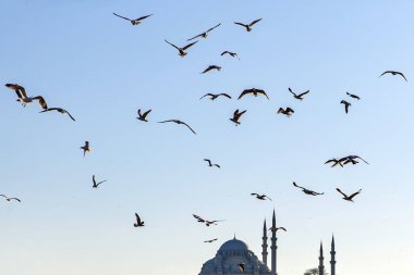 Kuşlar, İstanbul 'un ünlü Müslüman mimarisinin panoramik manzarasının üzerinde minarelerle uçuyor.