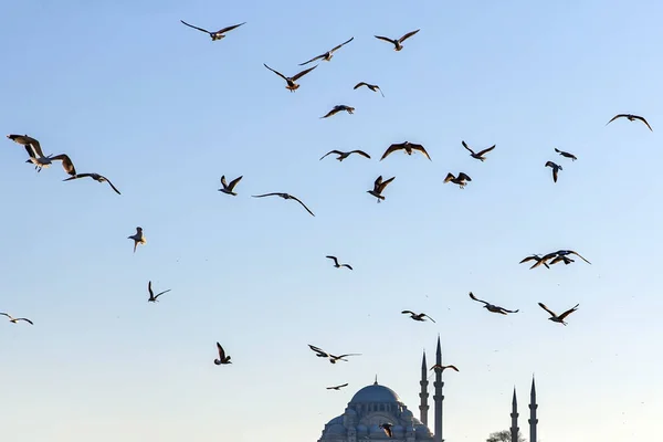 Птицы Летают Над Панорамным Видом Знаменитой Стамбульской Архитектуры Минаретами — стоковое фото