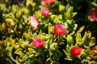 Avustralya domuzu yüzüne yakın plan çiçek.