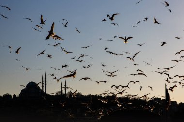 İstanbul kenti - Süleyman Camii Bir kuş sürüsüyle.