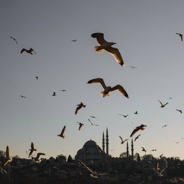 İstanbul kenti - Süleyman Camii Bir kuş sürüsüyle.