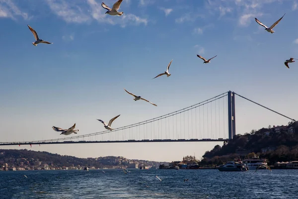 Una Bandada Aves Sobrevuela Puente Del Bósforo Estambul — Foto de Stock