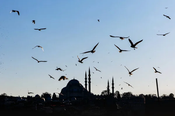 Стамбульский Городской Пейзаж Мечеть Сулеймание Стаей Птиц — стоковое фото