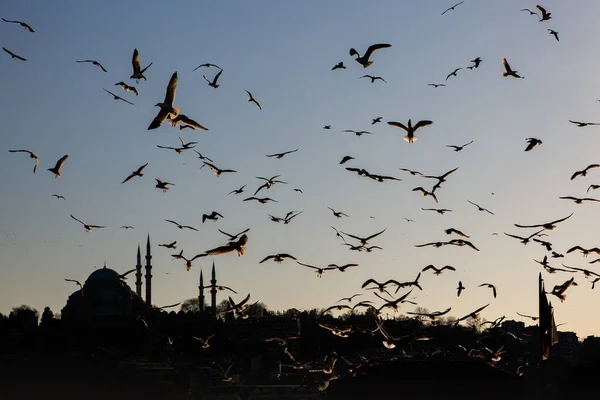 Стамбульский Городской Пейзаж Мечеть Сулеймание Стаей Птиц — стоковое фото