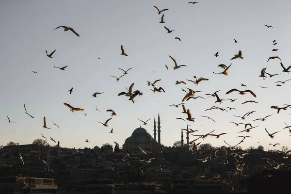 Istanbul Cityscape Suleymaniye Mecset Egy Csapat Madár — Stock Fotó