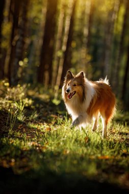 Yumuşak samur rengi Sheltie köpeği yaz günbatımı ormanında