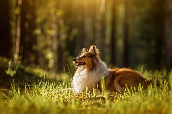 Yumuşak samur rengi Sheltie köpeği yaz günbatımı ormanında