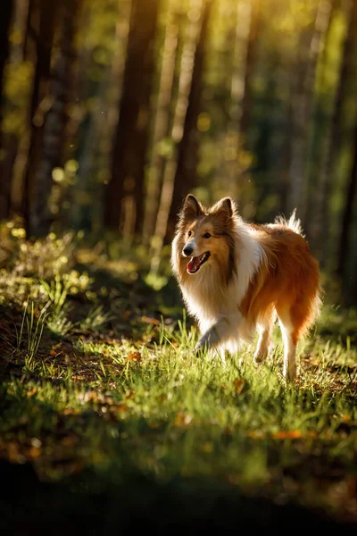 Puszysty Kolor Soboli Sheltie Pies Letnim Lesie Zachód Słońca — Zdjęcie stockowe