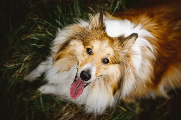 Cão Olha Para Proprietário Com Olhar Louco Língua Saliente — Fotografia de Stock