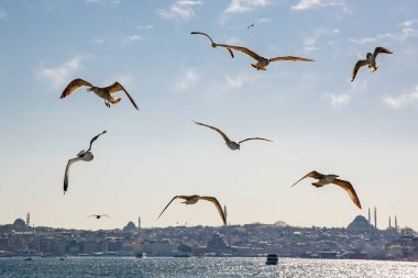 Kuşlar şehrin üzerinde uçuyor.