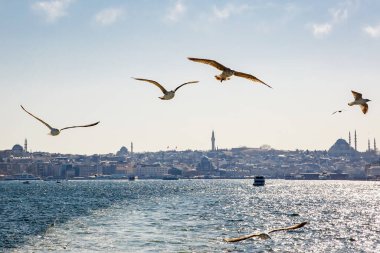 Kuşlar şehrin üzerinde uçuyor.