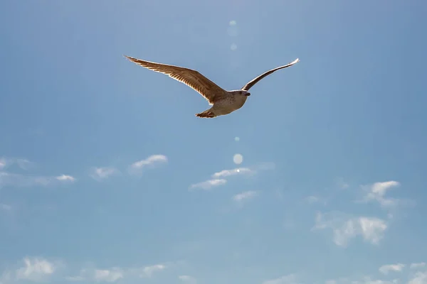Seagulls bird fly high in a blue sky