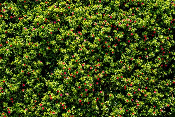 Green Plant Wallpaper Small Leaves Pink Bougainvillea Flowers — Stock Photo, Image