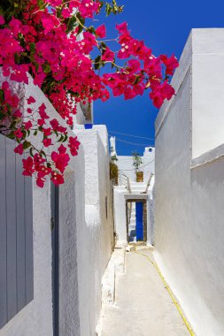 Yunanistan 'da Santorini' nin beyaz mimari caddelerinde yürüyorum. Oleander veya Nerium bougainvillea çiçeği