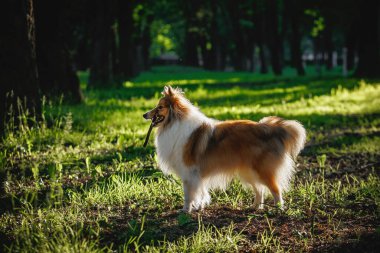 Samur Sheltie - Shetland çoban köpeği parkta yürüyor