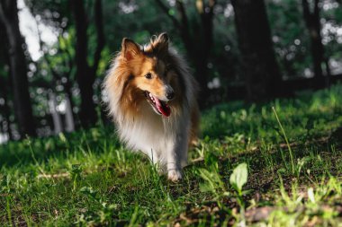 Samur Sheltie - Shetland çoban köpeği parkta yürüyor