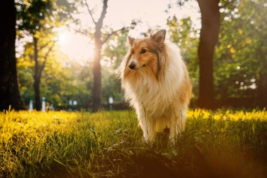 Samur Sheltie - Shetland çoban köpeği parkta yürüyor
