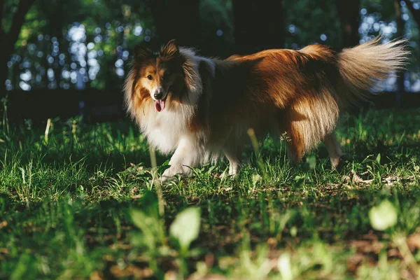 Sable Sheltie Anjing Gembala Shetland Berjalan Taman — Stok Foto