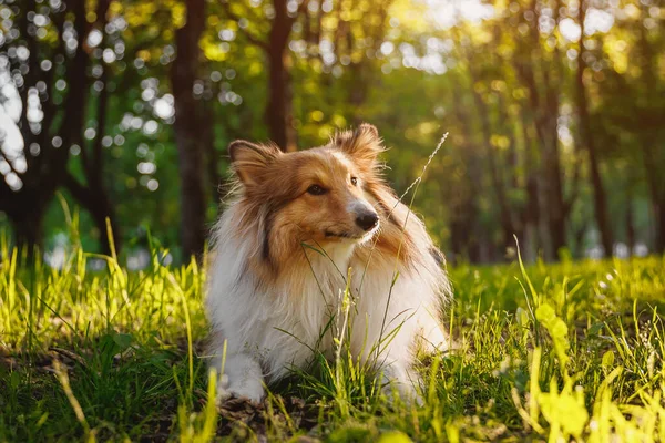 快乐的狗躺在草地上 夏园里的设得兰牧羊犬 — 图库照片