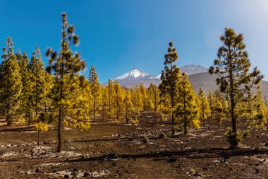 Çamlar volkanik topraklarda yetişir. Tenerife 'deki Teide Ulusal Parkı