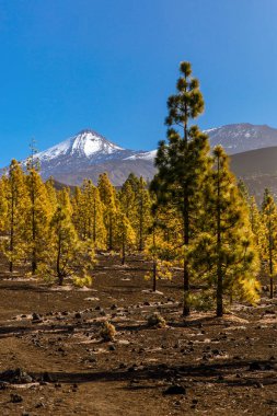 Corona Orman Parkı 'ndaki Kanarya çam ağaçları Pinus kanaryası. Arka planda El Teide volkanı, Tenerife, Kanarya Adaları, İspanya.