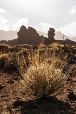 İspanya 'nın Tenerife adasındaki Teide Volkanik Ulusal Parkı' nda kurumuş bitkiler.