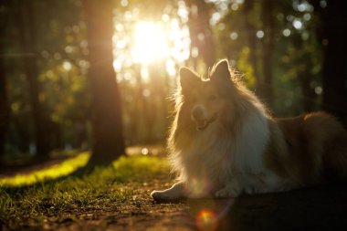 Mutlu çoban köpekleri yaz parkında gün batımında yürürken.