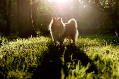 Mutlu çoban köpekleri yaz parkında gün batımında yürürken.