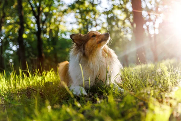 黄昏时分 快乐的牧羊犬在夏日的公园里散步 — 图库照片