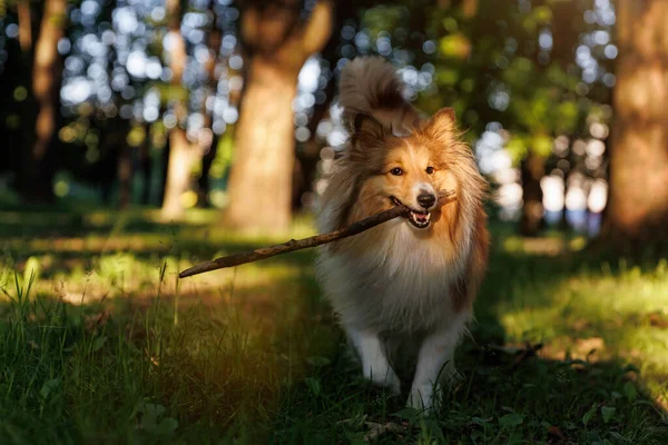 Cão Pastor Feliz Brincando Com Pau Parque Verão Durante Pôr — Fotografia de Stock