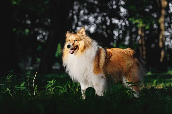 Feliz Cão Pastor Caminhando Parque Verão Durante Pôr Sol — Fotografia de Stock