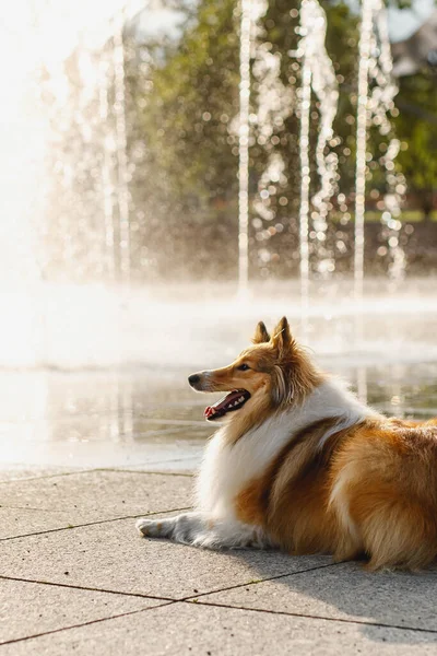 Dog near the fountain on a hot summer day. Water cooling in the city park