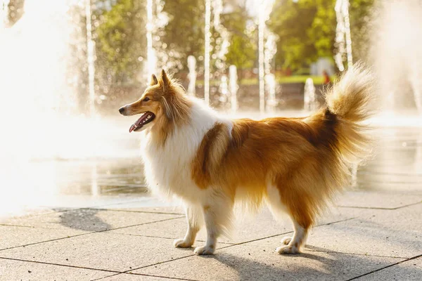 Dog near the fountain on a hot summer day. Water cooling in the city park